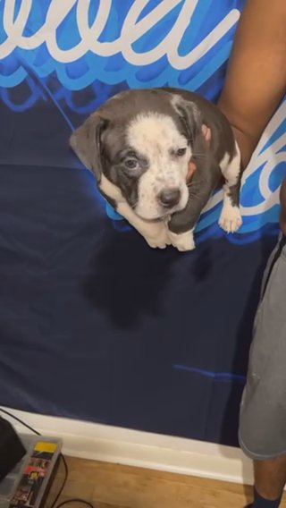 Blue nose Pitbull Puppies in Portland, Oregon