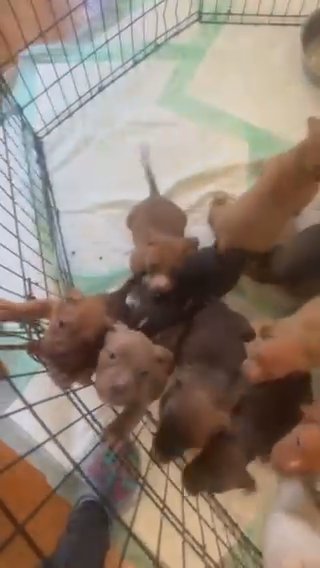 American Bullies in Buffalo, New York