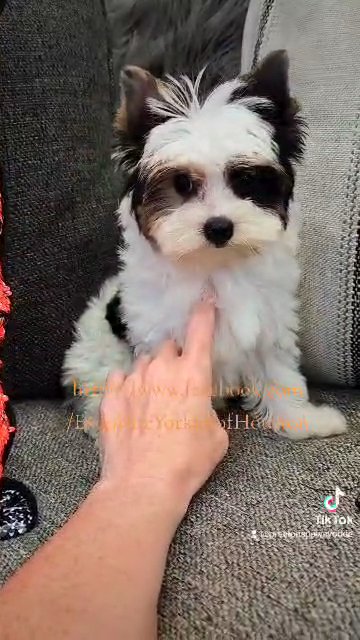 SOLD Parti Yorkie/ Championship Pedigree in League City, Texas