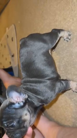 French Bulldog Pumpkins in Mesa, Arizona