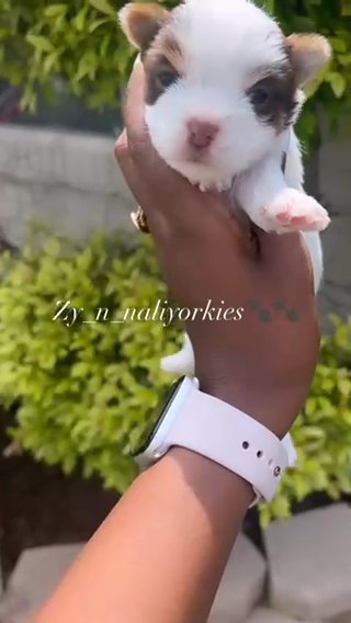 Yorkie Boy/Sold in North Lauderdale, Florida