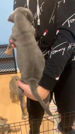American Bully Xl in Port St. Lucie, Florida