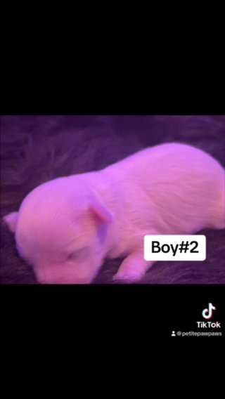 Maltese Babies Available in Raleigh, North Carolina