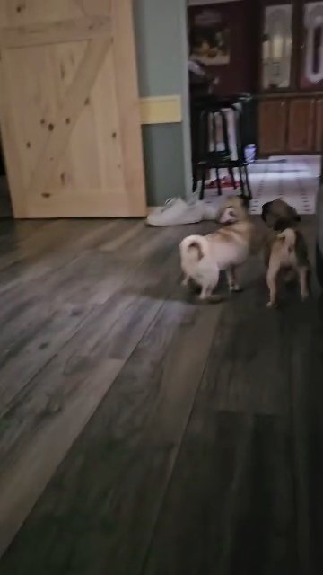 male pugs in Douglasville, Georgia