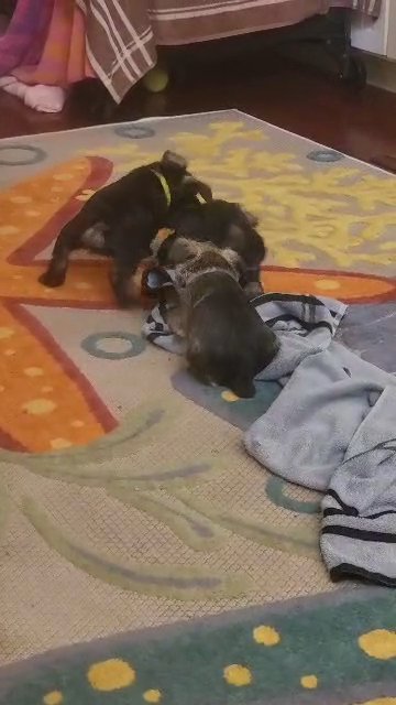 miniature schnauzers only 3 boys left in Elizabeth City, North Carolina