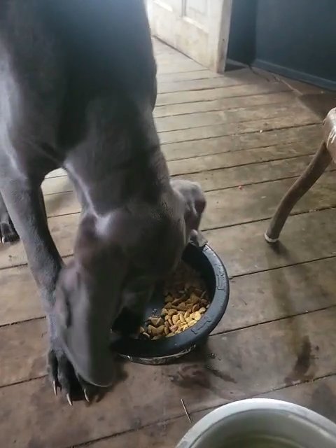 Weimaraner puppies in Norwalk, Ohio