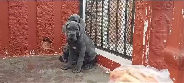 Neapolitan mastiff males puppy's in San Diego, California