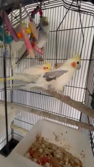 Cockatiel in Bensenville, Illinois