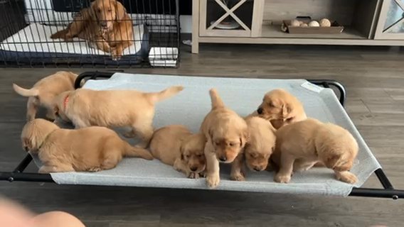 Golden Retriever Puppies in Deltona, Florida