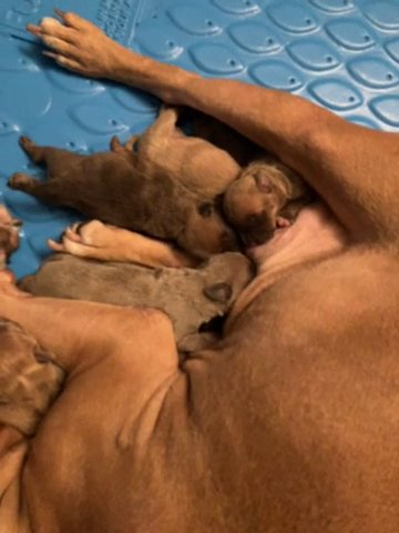 Bully Puppies in Myrtle Beach, South Carolina