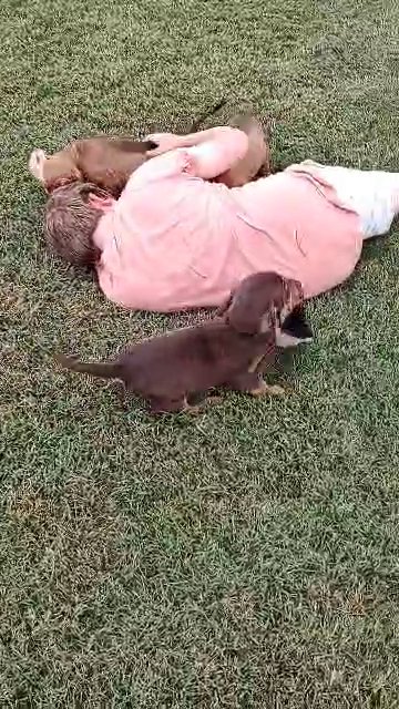AKC Bloodhound puppies in Johnson City, Tennessee