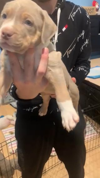 American Bully Xl in Port St. Lucie, Florida