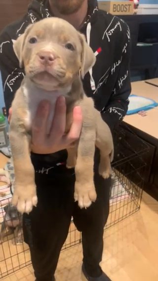 American Bully Xl in Port St. Lucie, Florida