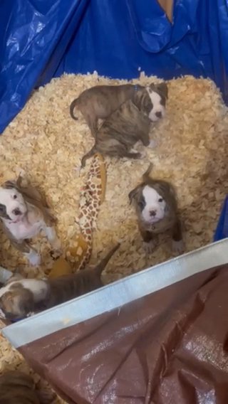 NKC Registered American Bulldog Puppies in McDonough, Georgia