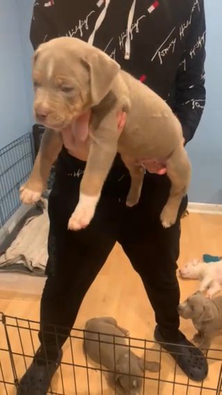 American Bully Xl in Port St. Lucie, Florida