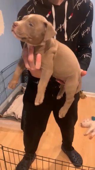 American Bully Xl in Port St. Lucie, Florida