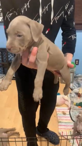 American Bully Xl in Port St. Lucie, Florida