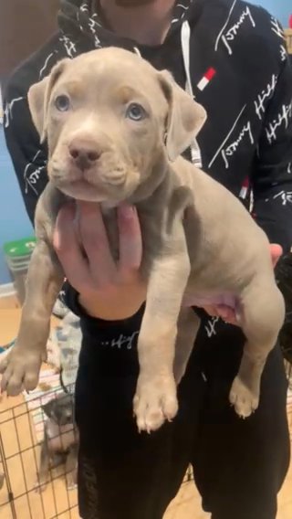 American Bully Xl in Port St. Lucie, Florida