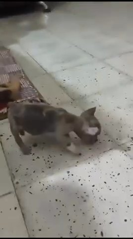 French Bull Dog Puppy in Phoenix, Arizona