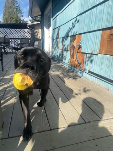 Pitbull Lab in Federal Way, Washington