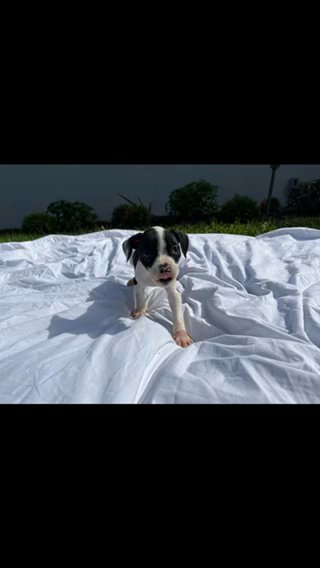 American Bulldog (Johnson) in Miami, Florida