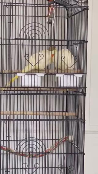 Cockatiel in Bensenville, Illinois