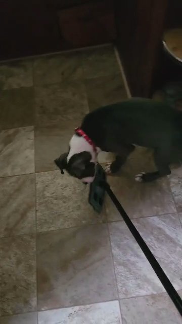 American pitbull terrier in Winston-Salem, North Carolina