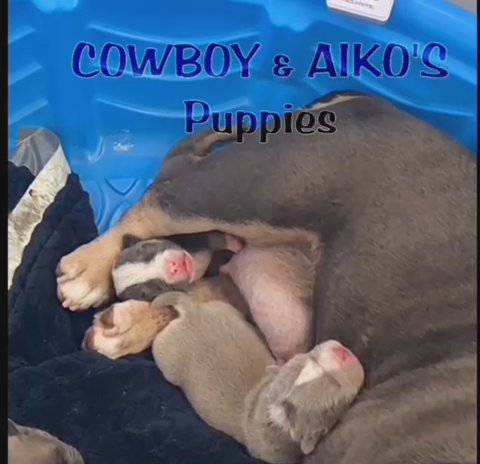 Micro Bully Puppies in San Francisco, California