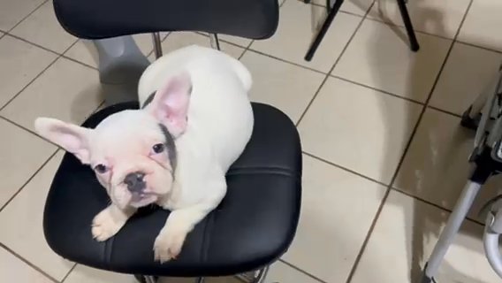 FRENCHIE ME PLEASE in Homestead, Florida