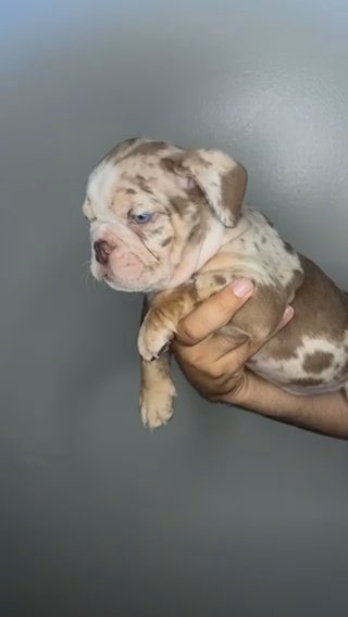 English Bulldog Male Puppy in Los Angeles, California