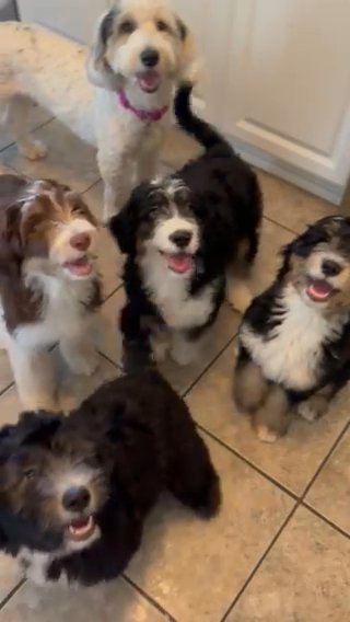Aussie Sheepadoodle Mix in Santa Clarita, California