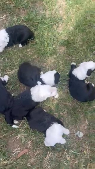 Old English Sheepdog in Wichita, Kansas