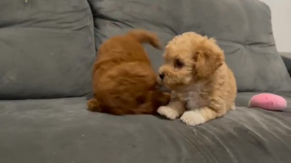 Maltipoo in Houston, Texas