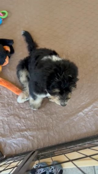 Aussie Sheepadoodle Mix in Santa Clarita, California