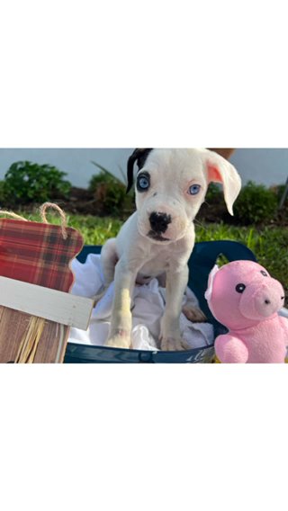 American Bulldog (Johnson) in Miami, Florida