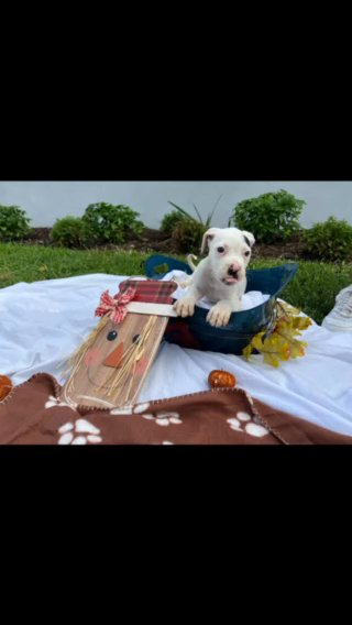American Bulldog (Johnson) in Miami, Florida