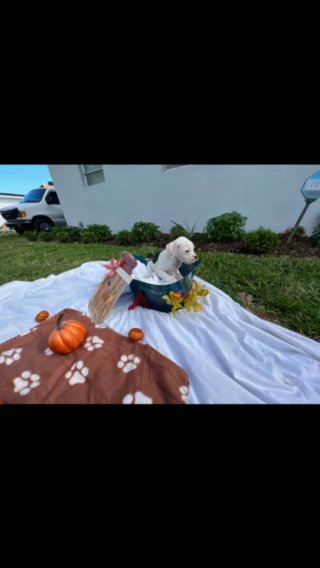 American Bulldog (Johnson) in Miami, Florida
