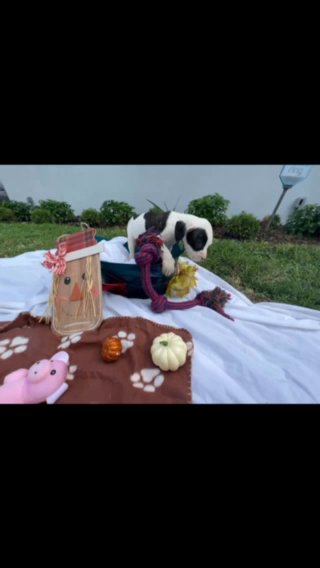American Bulldog (Johnson) in Miami, Florida