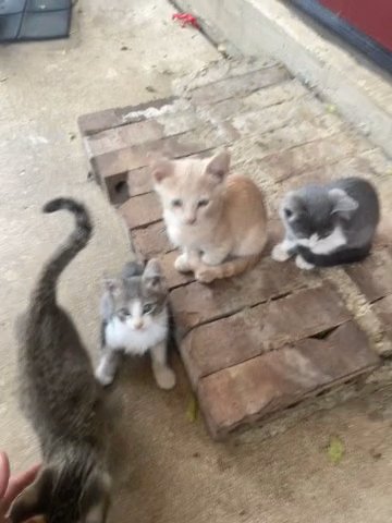 5 Kitties in San Antonio, Texas