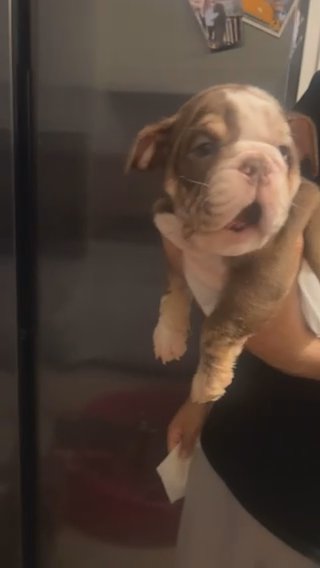 English Bulldog Puppy Female in Los Angeles, California
