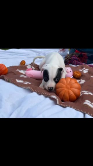 American Bulldog (Johnson) in Miami, Florida
