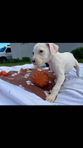 American Bulldog (Johnson) in Miami, Florida