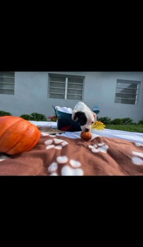 American Bulldog (Johnson) in Miami, Florida