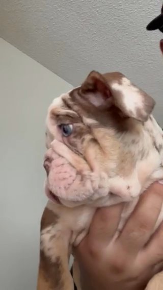 English Bulldog Puppy Female in Los Angeles, California