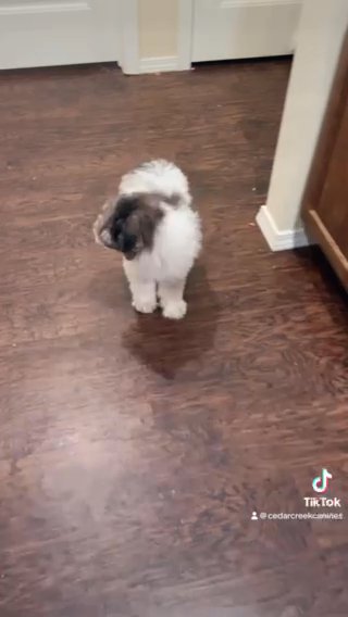 Akc Mini Poodle Female in Van Buren, Arkansas