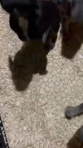 French Bulldogs in Chicago, Illinois