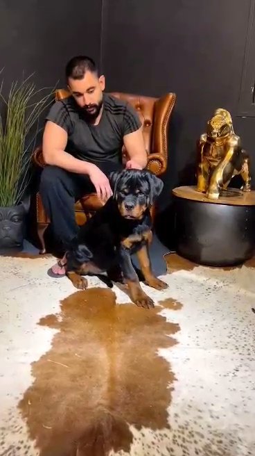 AW Rottweilers in Washington, District of Columbia