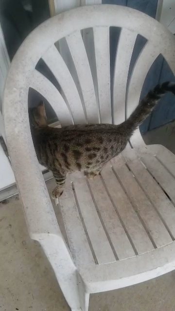 bengal mix kitten in Grand Rapids, Michigan