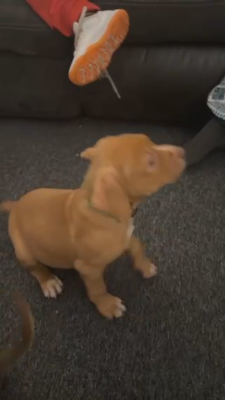 American Bullies in Buffalo, New York