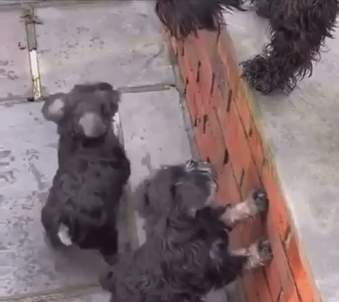 Schnauzer Puppies in Washington, District of Columbia